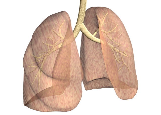 functions of respiratory system. Respiratory System